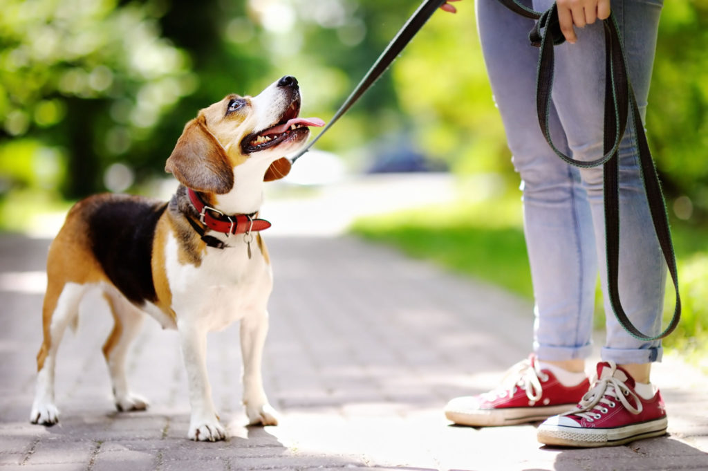 Træning af voksne hunde