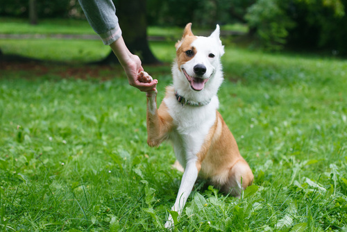 Positiv Violin saltet Træning af voksne hunde – 7 Tips for rigtig hundetræning