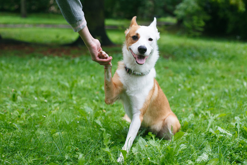 Træning af voksne hunde