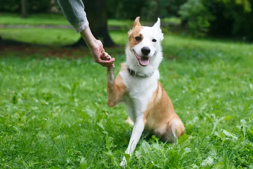 Træning af voksne hunde