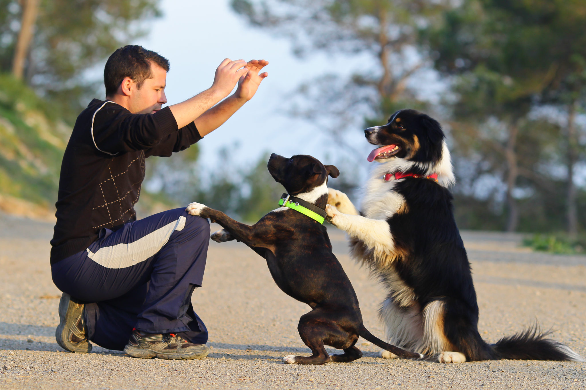 Træning voksne hunde – 7 Tips for rigtig hundetræning