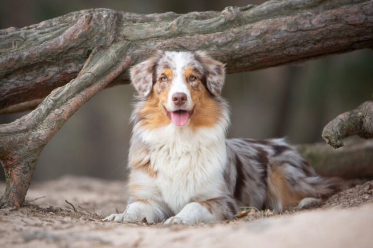 Australian Shepherd hund liggende i naturen