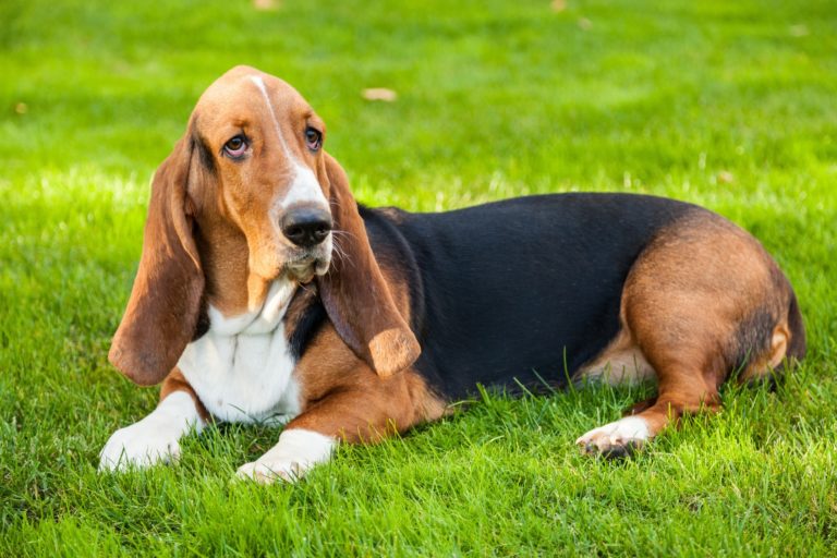 basset hound på græs basset hound på græs