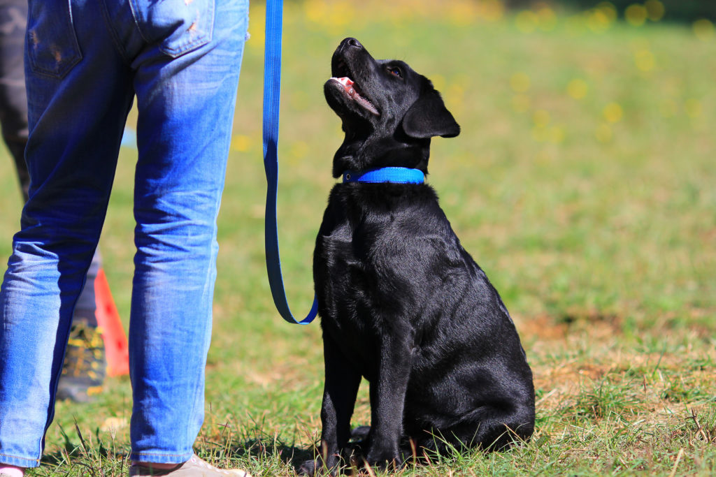 fange Salme Amorous Træning af voksne hunde – 7 Tips for rigtig hundetræning