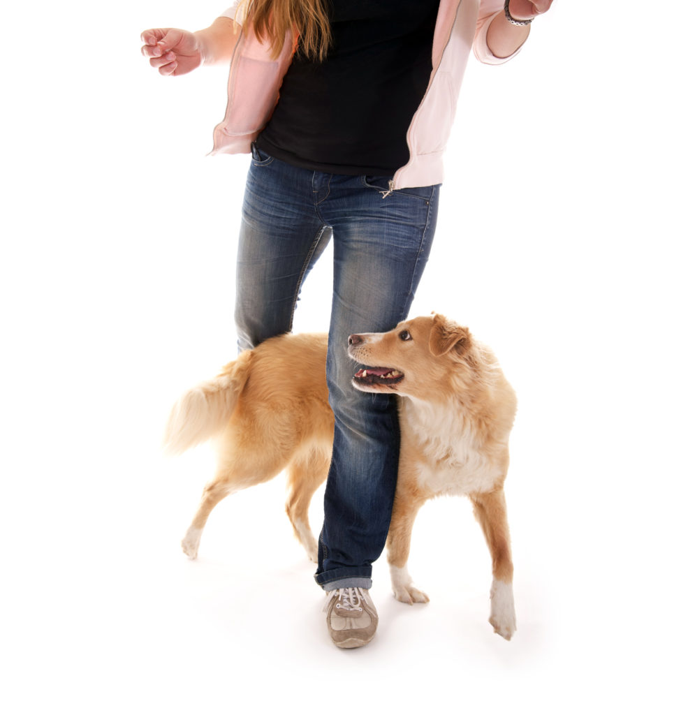 hund slalom durch die beine hund slalom durch die beine ist ein toller Hundetrick