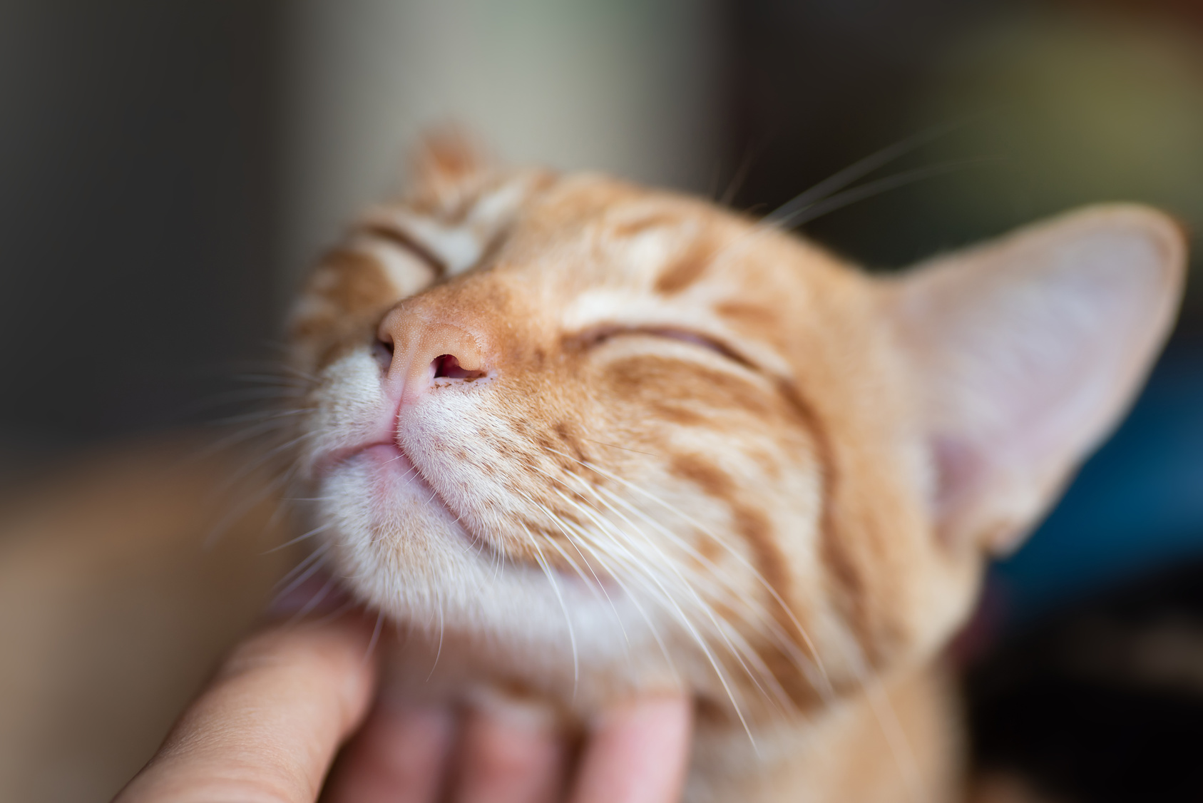 Withered råd Træts webspindel 10 tegn på, at din kat er glad | zooplus Kattemagasin