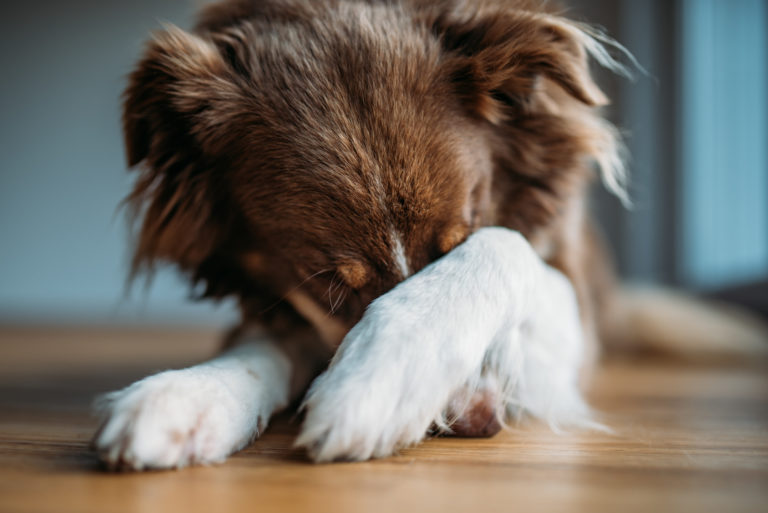 Hund der gemmer sig bag sin pote