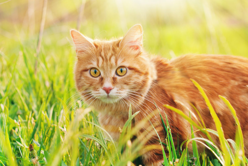 Kat i græs