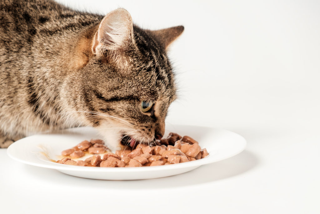 Kat som spiser vådfoder