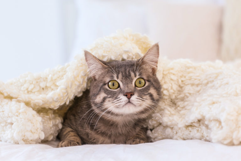Kat under et tæppe