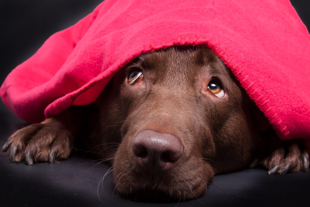 Min hund er bange for fyrværkeri Tips mod stress zooplus magasinet