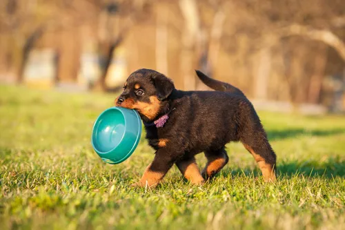 Rottweiler hvalp med madskål