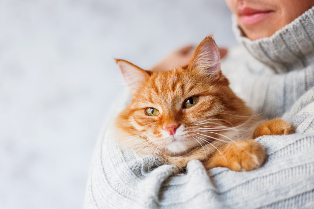kat i armene på et menneske kat i armene på et menneske
