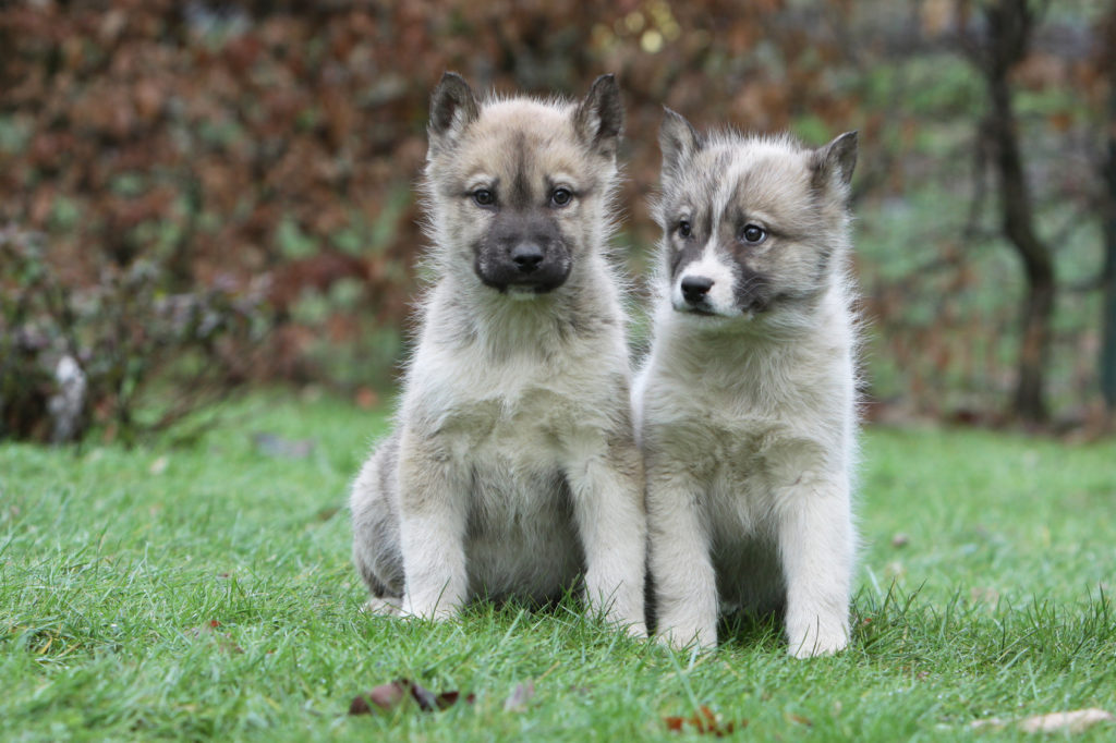 to grøndlands hunde