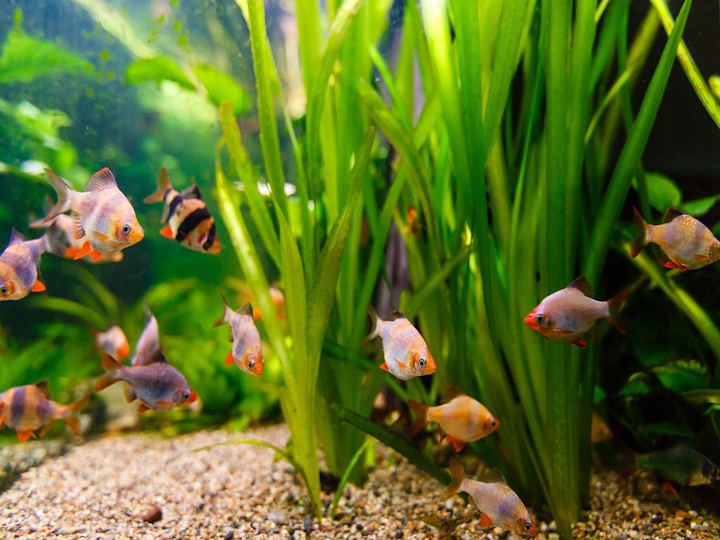 Fisk i et akvarium