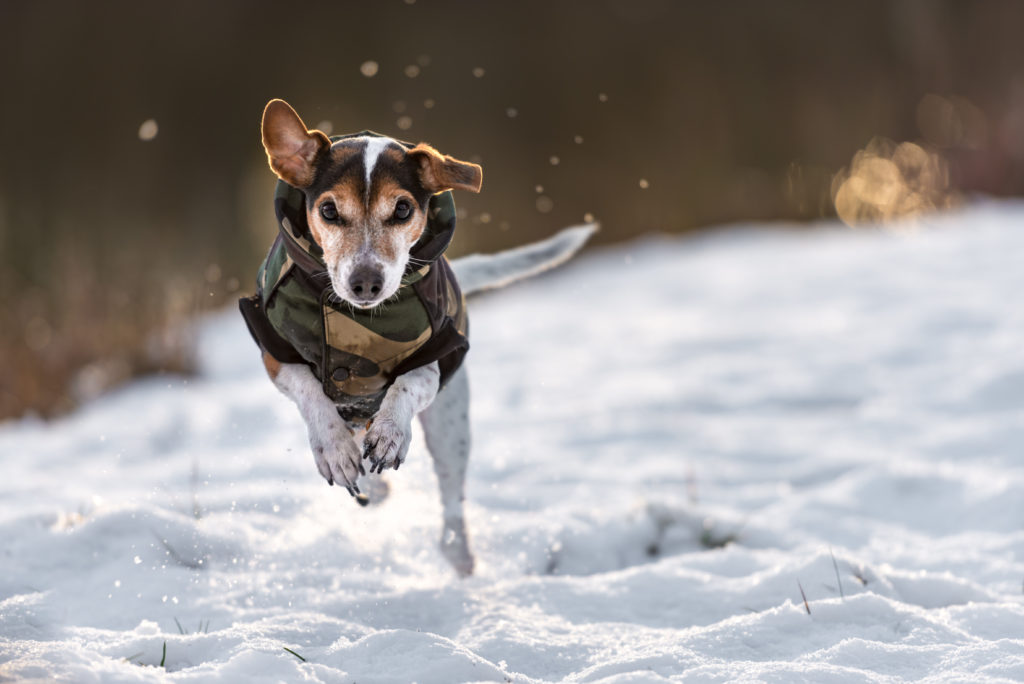 Glad hund i sne