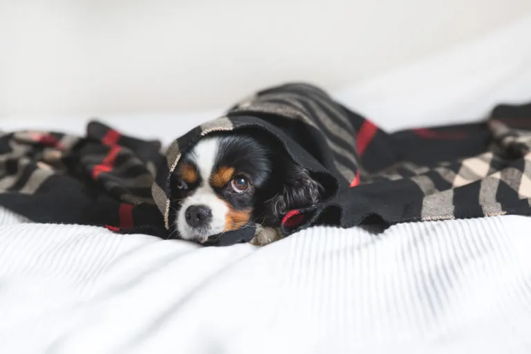 Hund under et tæppe