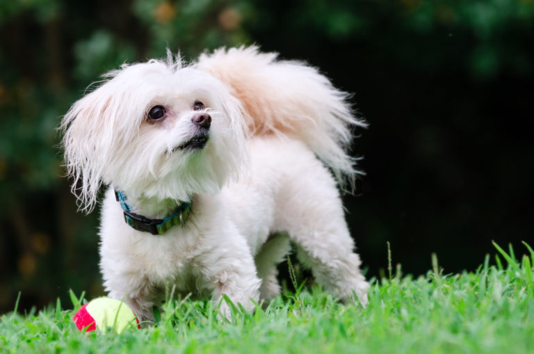 Hvid Maltipoo på græs