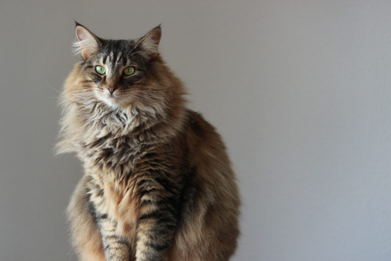 Til sibirisk salg kat Skønne små