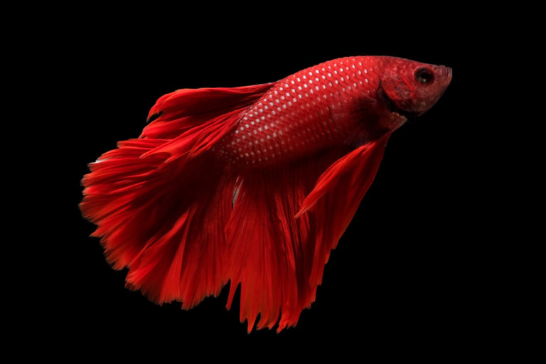 rød kampfisk