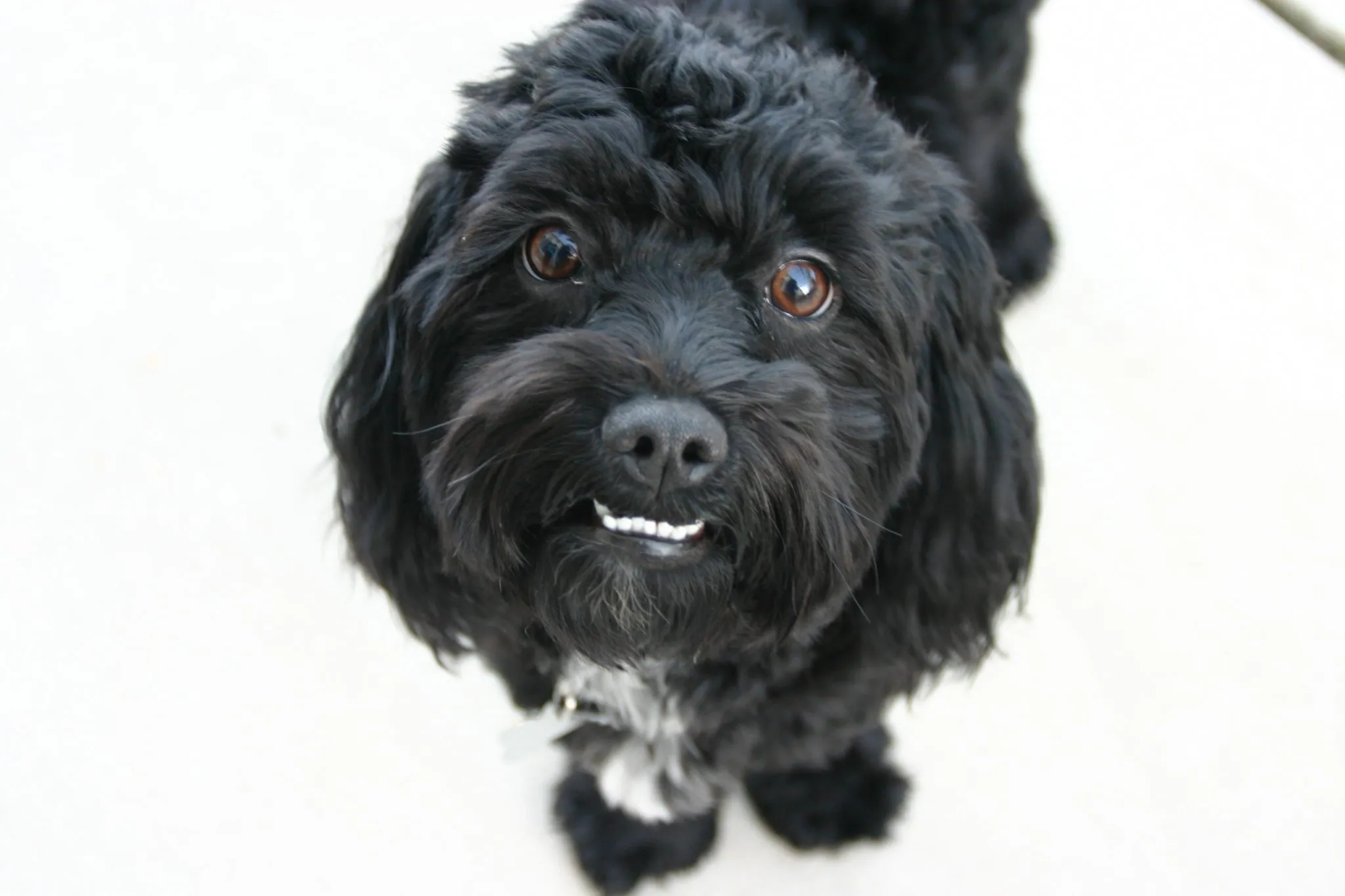 Sort Maltipoo