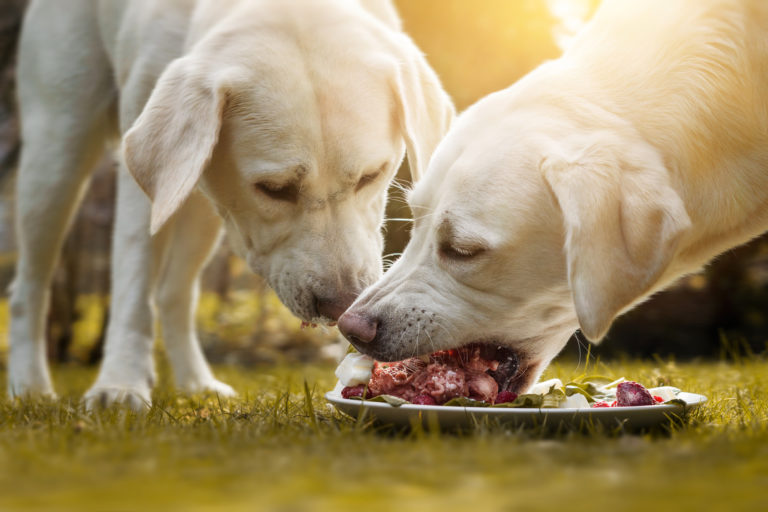 To labradors som spiser kød