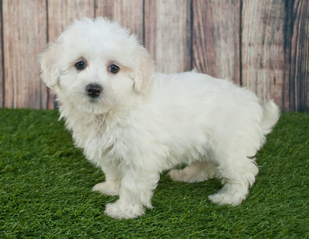 Maltipoo hvalp