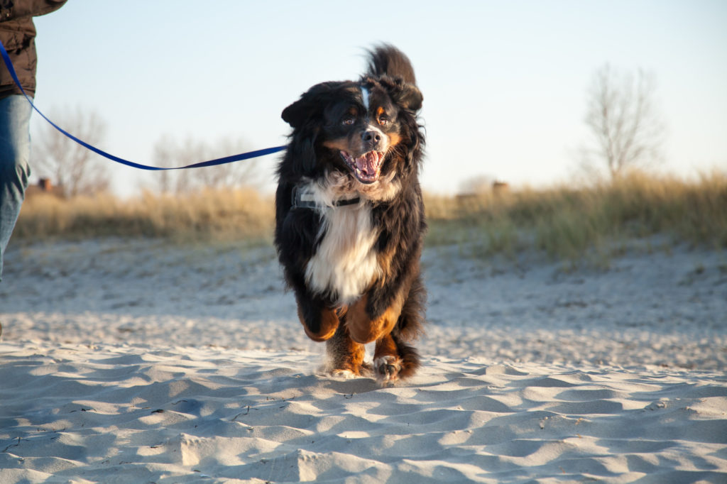 Berner Sennenhund på stranden Berner Sennenhund på stranden