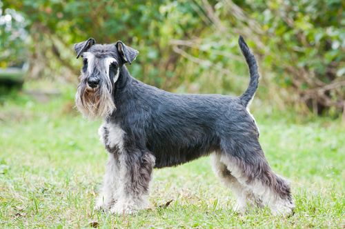 Dværgschnauzer