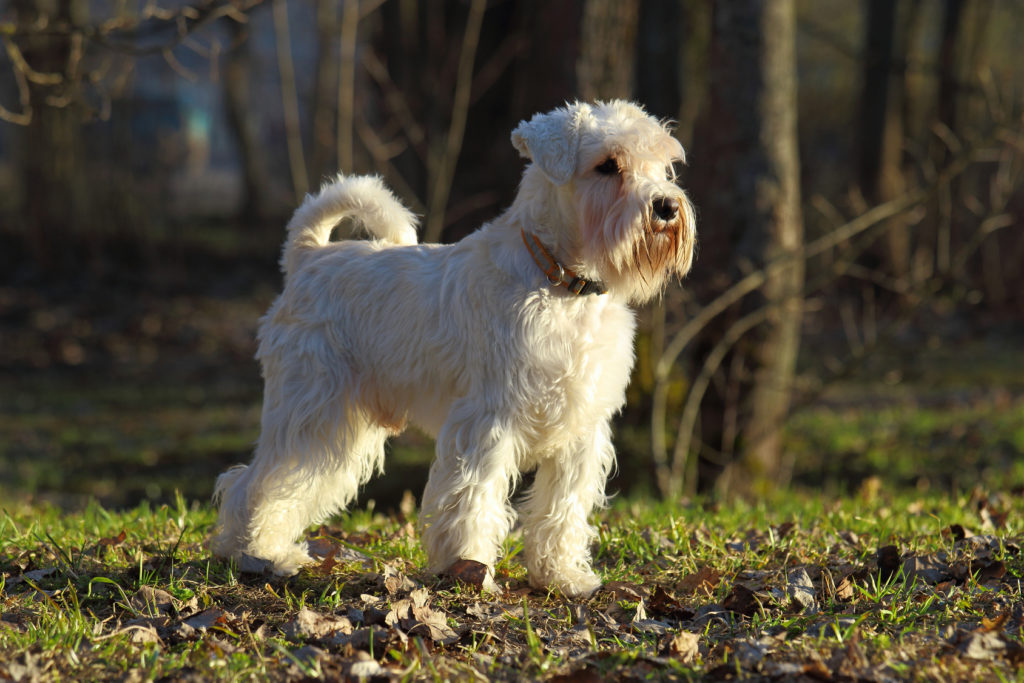 Hvid Dværgschnauzer