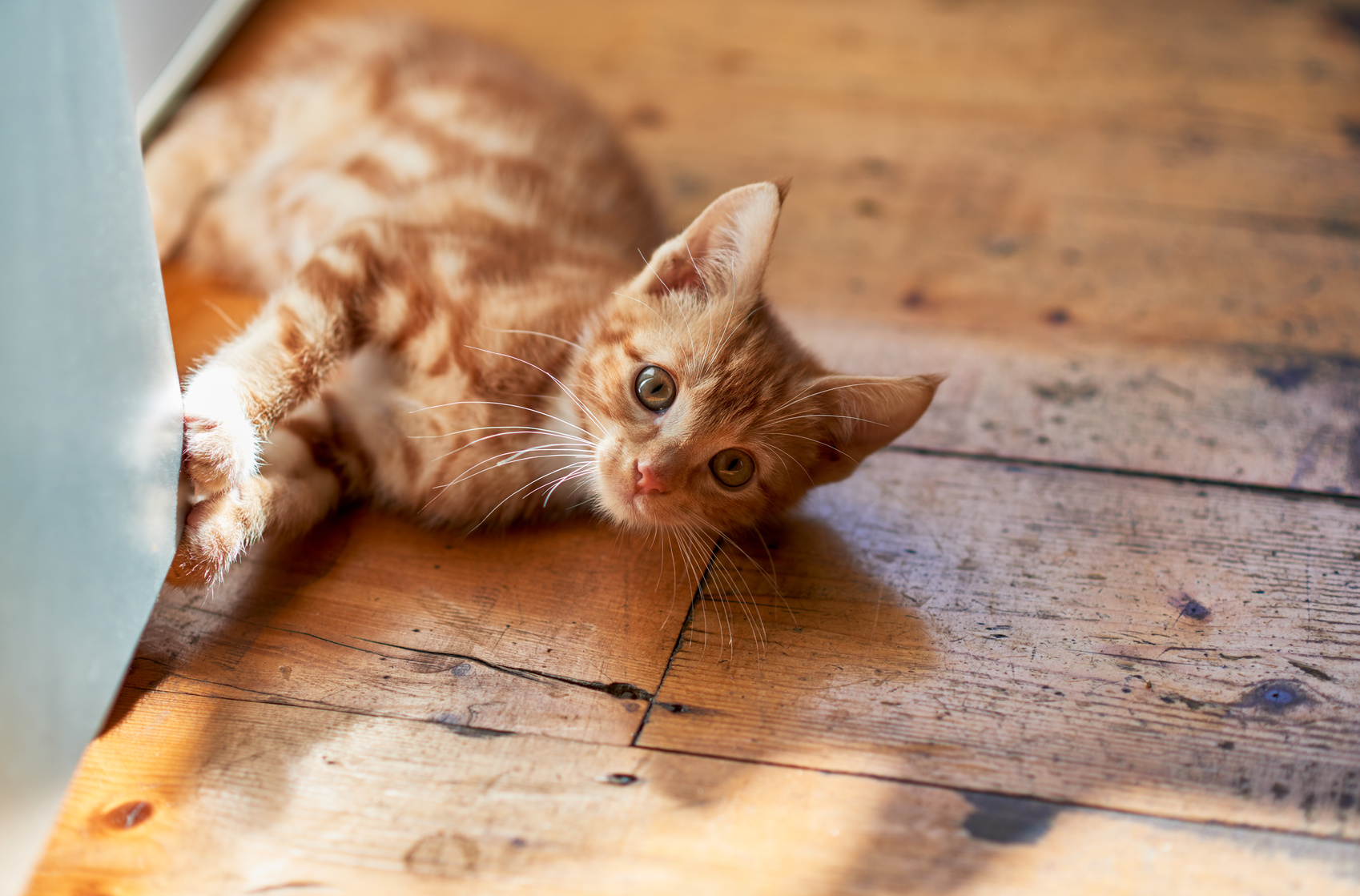 motto Smil Kompliment Laserpointer til katte | Katte legetøj med forholdsregler