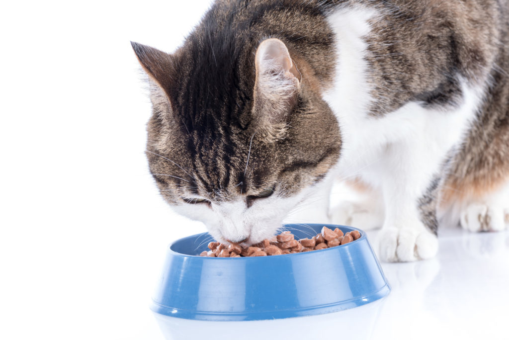kat der spiser vådfoder