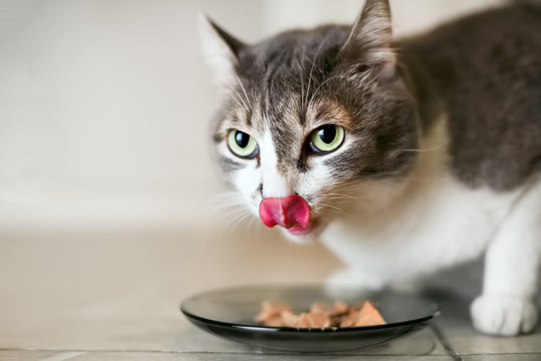 Kat spiser og slikker sig om munden