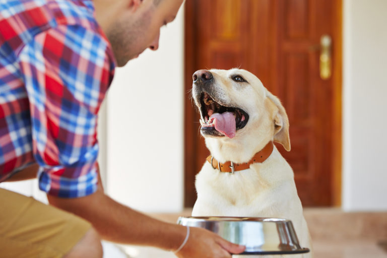 Glad labrador skal til at have mad