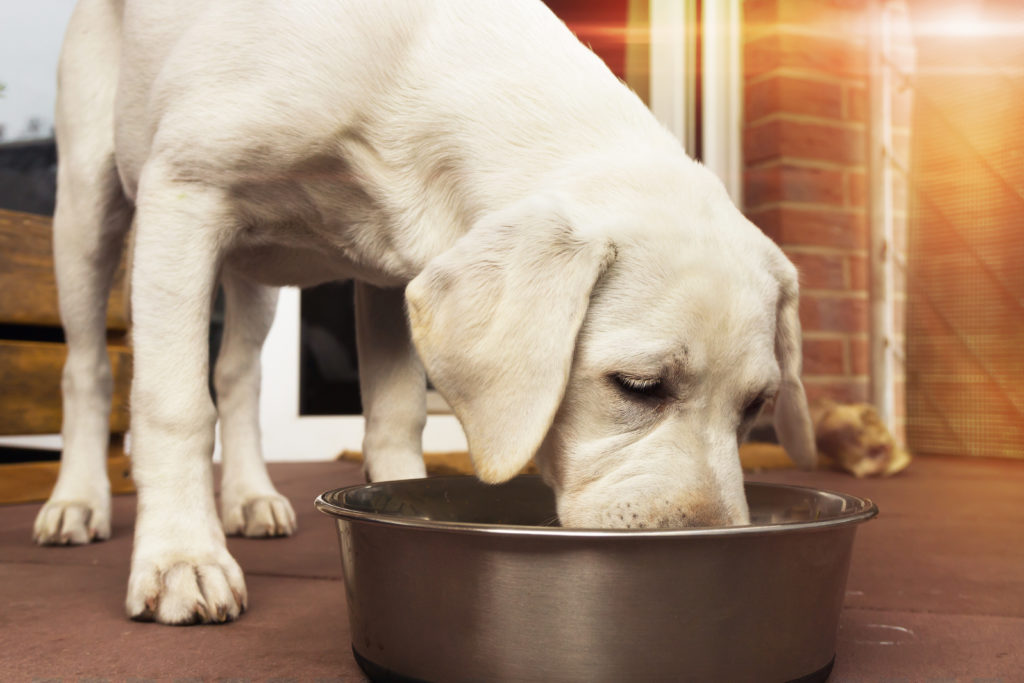 labrador hvalp spiser foder