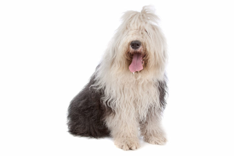 Ældre borgere instans Stearinlys Old English Sheepdog - Race Beskrivelse | zooplus hundemagasin