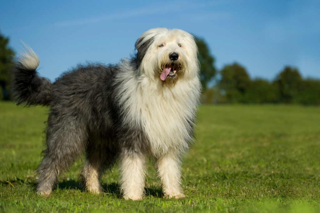 Old English Sheepdog på gras