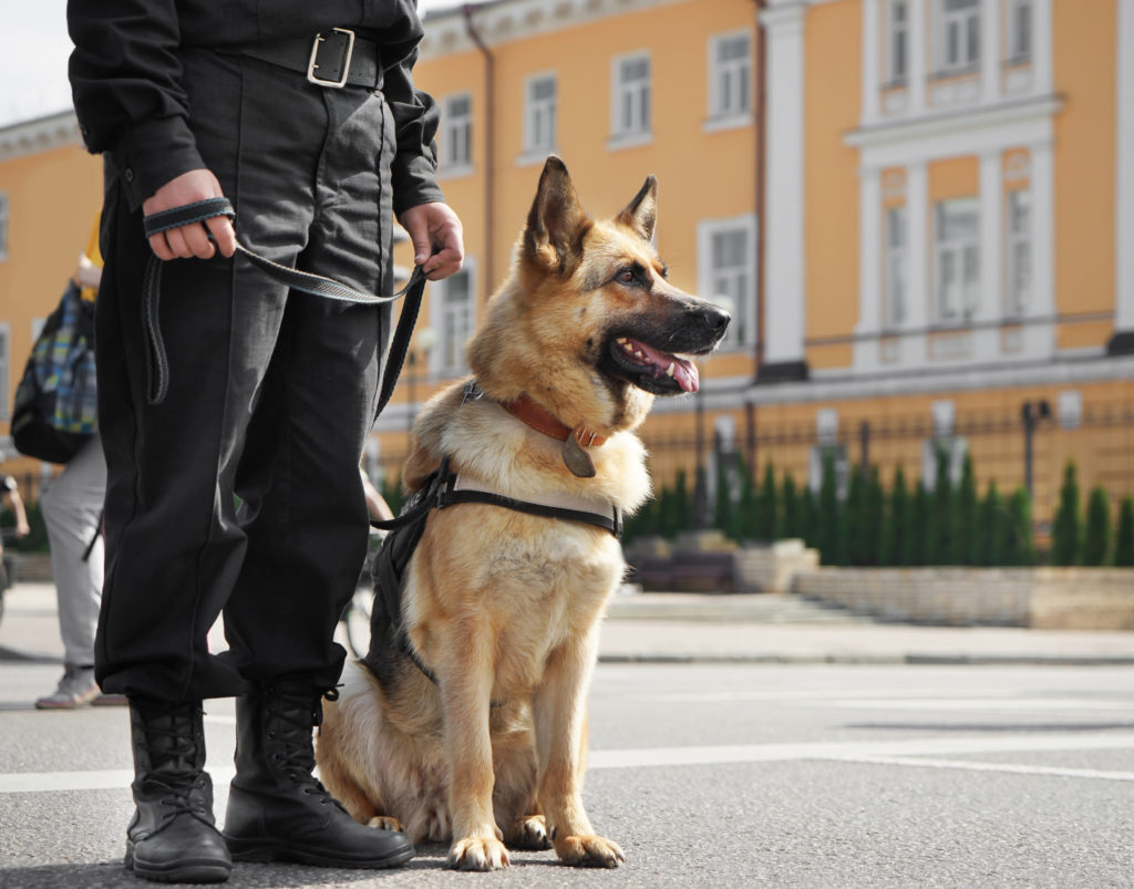 Politihund med på patrulje