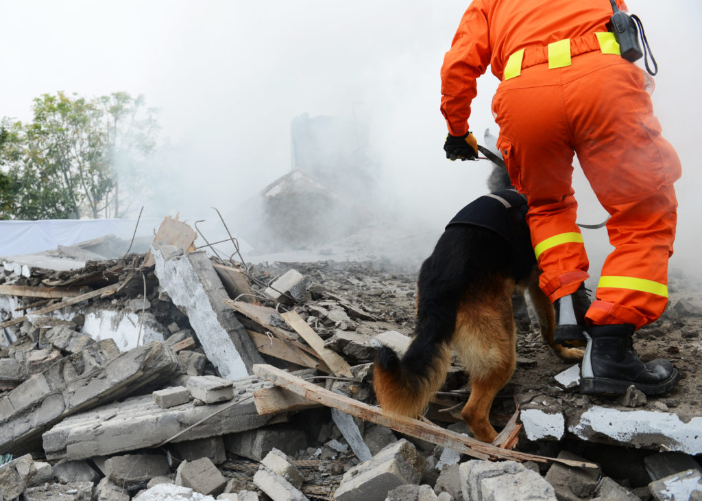 Redningshund leder i murbrokker Redningshund leder i murbrokker