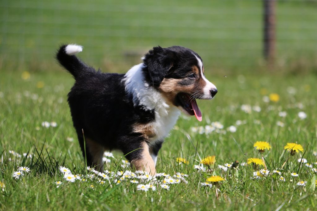 berner sennenhund hvalp berner sennenhund hvalp