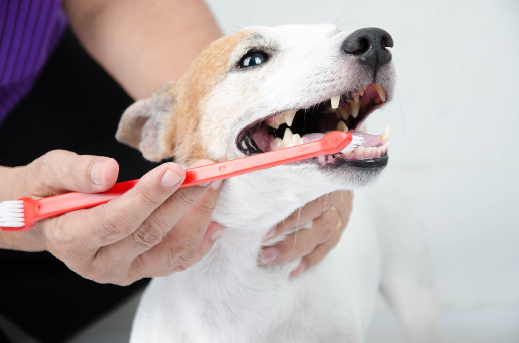 En hund får børstet tænder