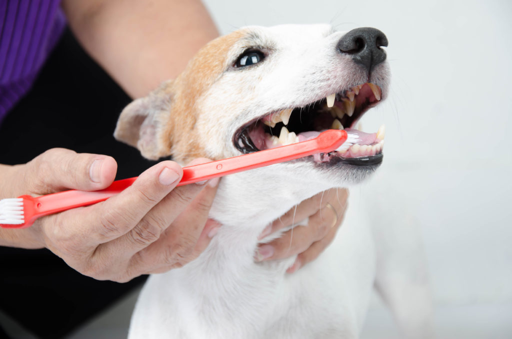 Har min hund Læs omkring det her! zooplus hundemagasin