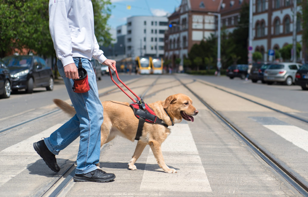 Førerhund der hjælper en blind person over en vej Førerhund der hjælper en blind person over en vej