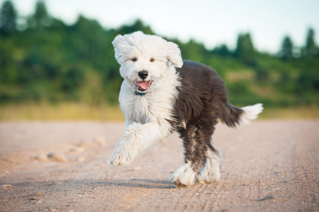 old english sheepdog hvalp