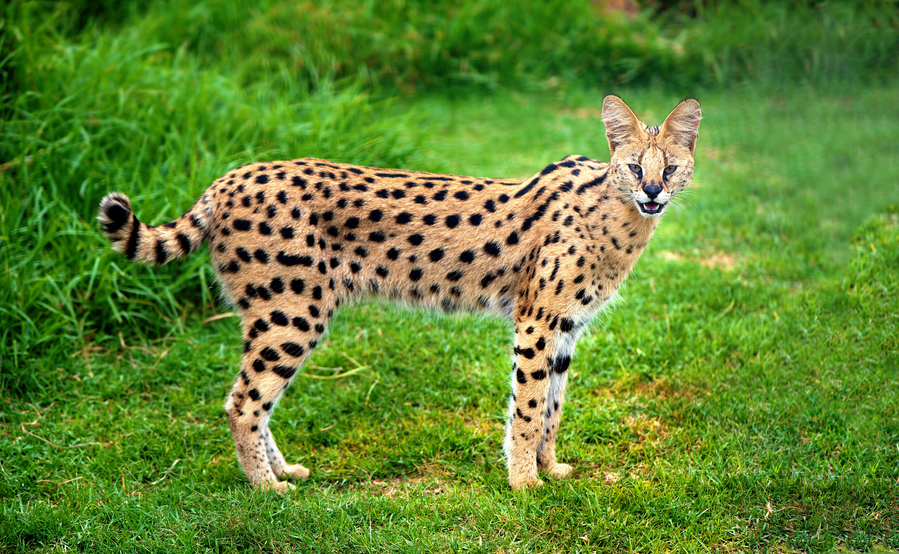 Serval Karakter, Hjemstavn, & Ernæring | zooplus magasinet