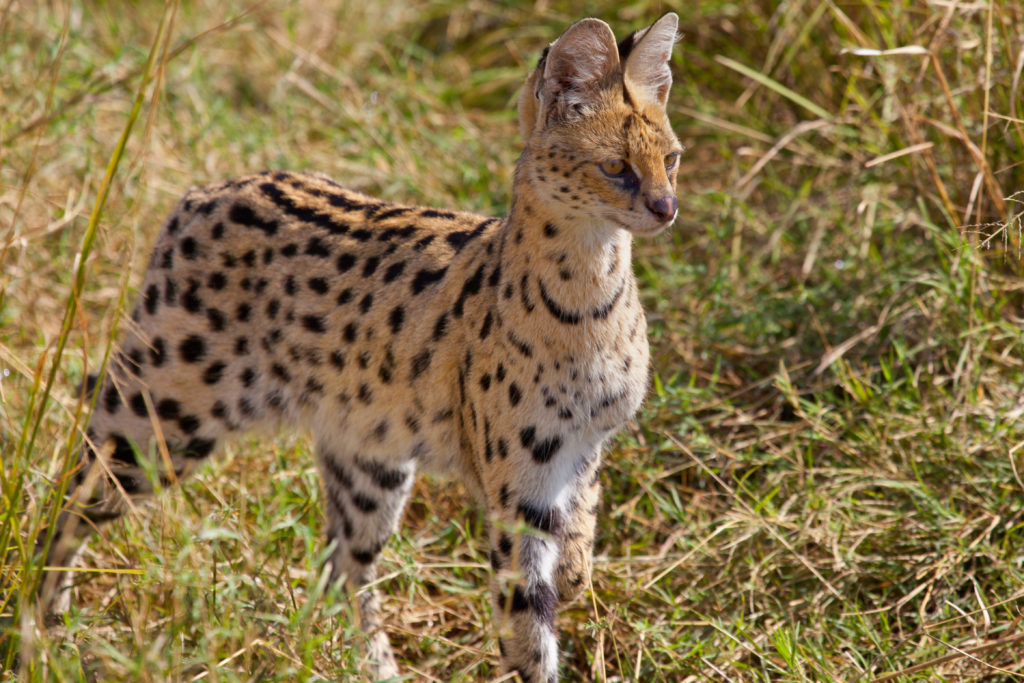 Serval jæger i højt græs Serval jæger i højt græs