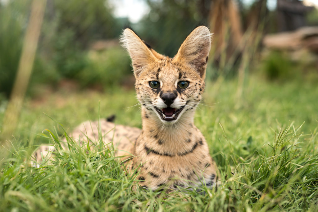 Serval unge Serval unge