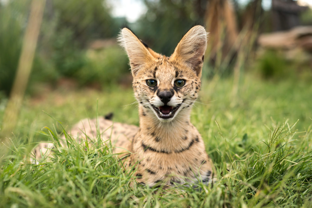 æggelederne Happening ros Serval Karakter, Hjemstavn, Opdræt & Ernæring | zooplus magasinet