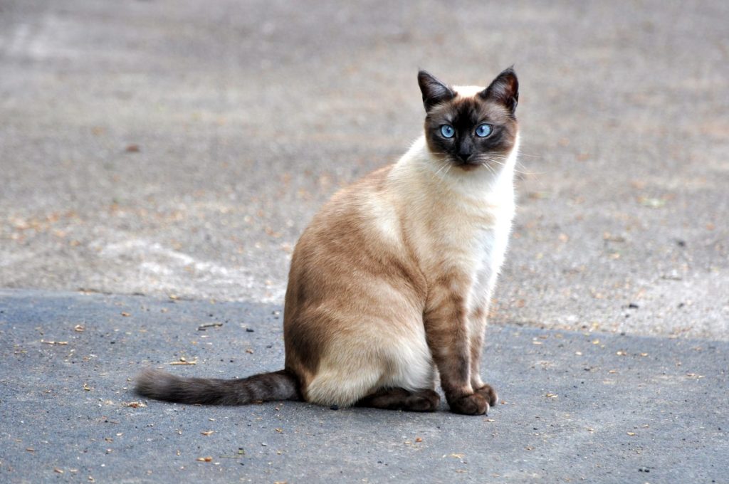 Siameser Kat sidder på gaden