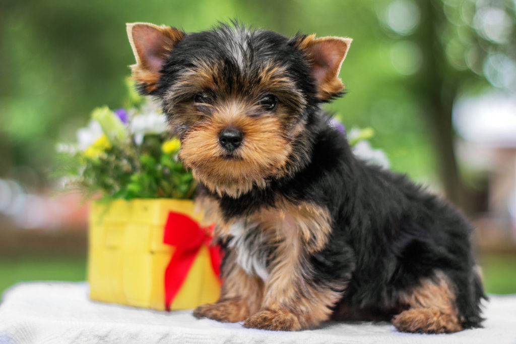 yorkshire terrier hvalp